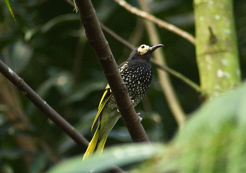 Regent honeyeater